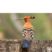 گونه هدهد Eurasian Hoopoe